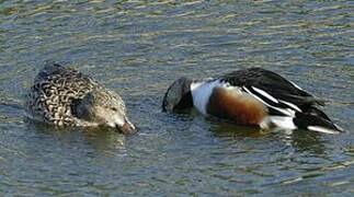 Canard souchet