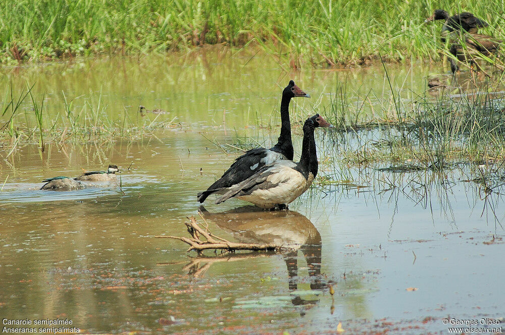 Magpie Goose adult breeding