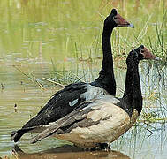 Magpie Goose