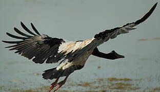 Magpie Goose