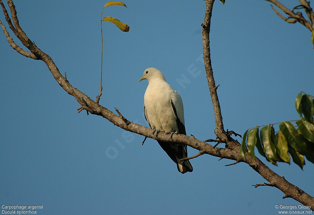 Torresian Imperial Pigeon