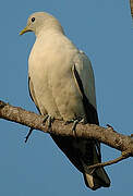 Torresian Imperial Pigeon