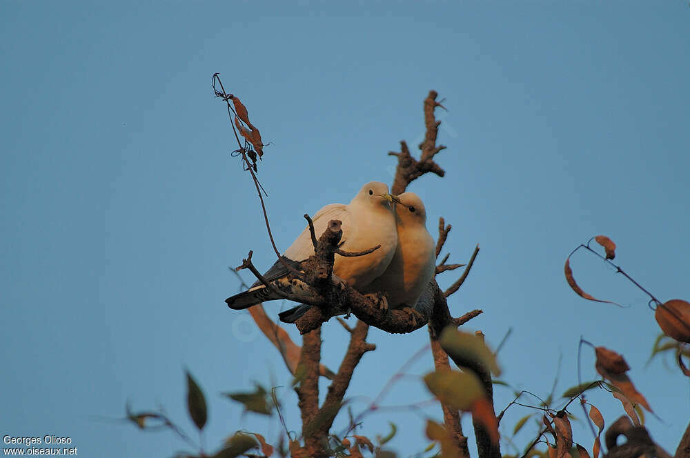 Torresian Imperial Pigeonadult breeding, Reproduction-nesting