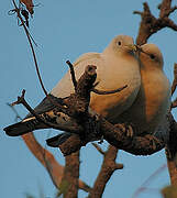 Torresian Imperial Pigeon