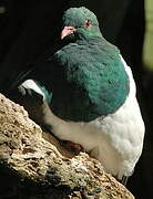 New Zealand Pigeon