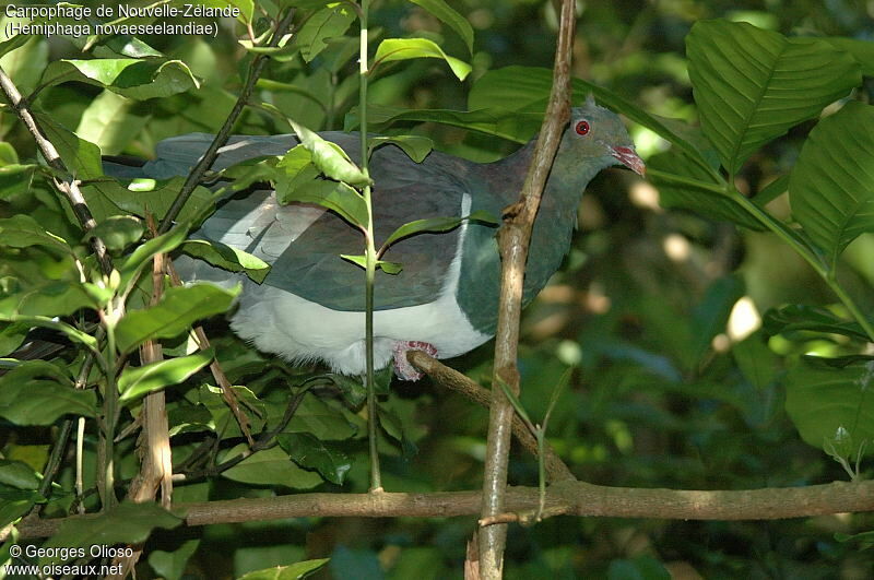 New Zealand Pigeon