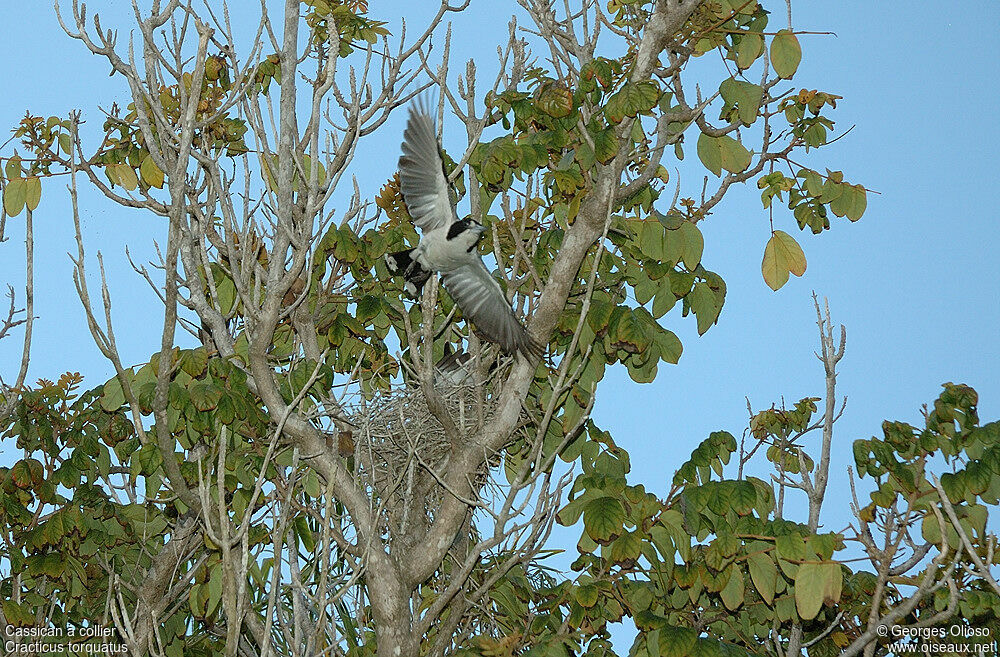 Grey Butcherbird male adult breeding