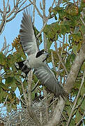 Grey Butcherbird