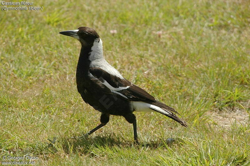 Cassican flûteur