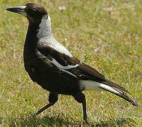 Australian Magpie