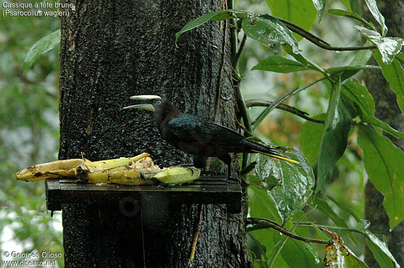 Chestnut-headed Oropendola