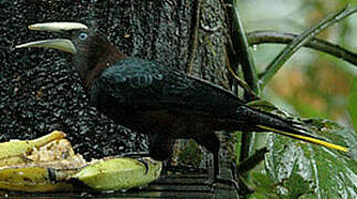 Chestnut-headed Oropendola