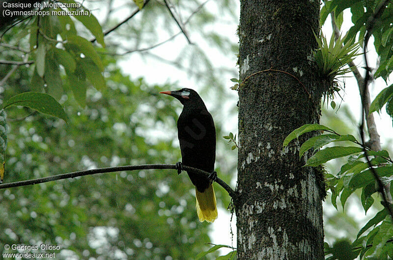 Montezuma Oropendola