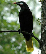 Montezuma Oropendola