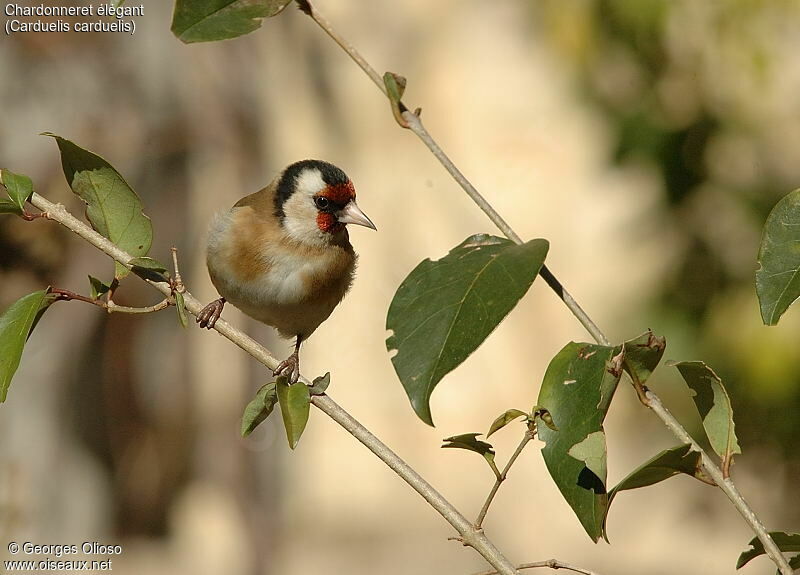 European Goldfinch