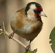 European Goldfinch