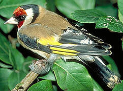 European Goldfinch