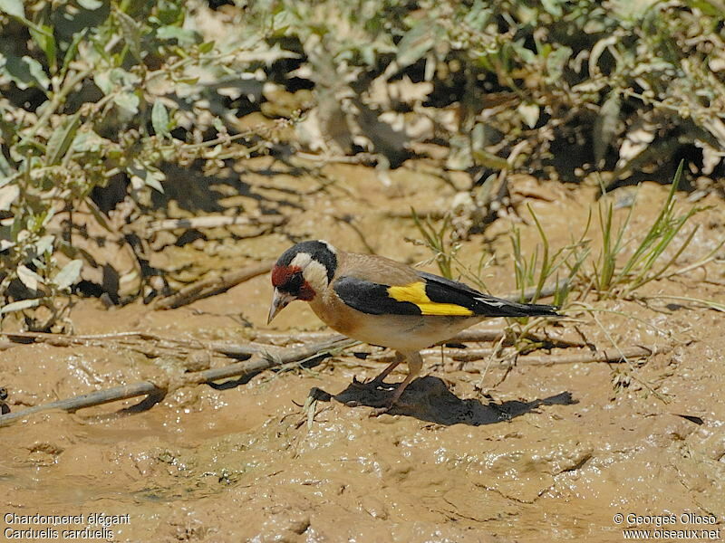 Chardonneret élégant mâle adulte nuptial