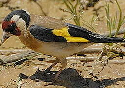 European Goldfinch