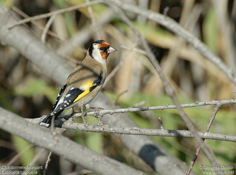 European Goldfinch male adult breeding