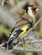 European Goldfinch