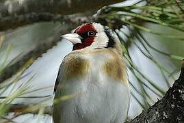 European Goldfinch