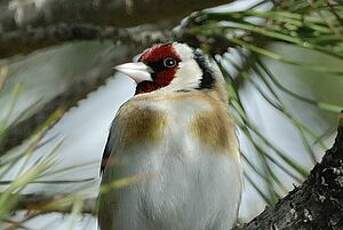 Chardonneret élégant