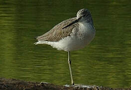 Common Greenshank