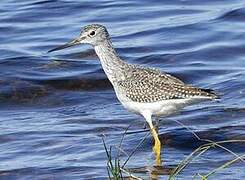 Greater Yellowlegs