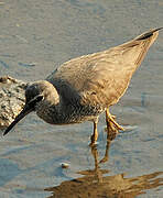 Grey-tailed Tattler