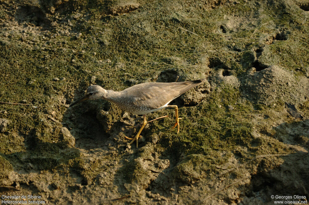 Grey-tailed Tattleradult post breeding