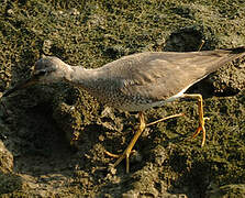 Grey-tailed Tattler