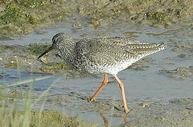 Common Redshank