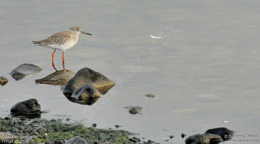 Common Redshank, identification