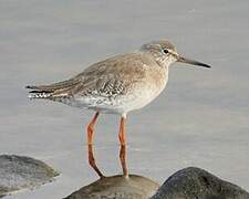 Common Redshank