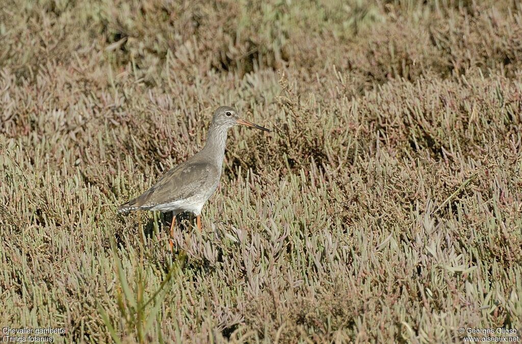 Chevalier gambette, identification