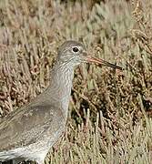 Common Redshank