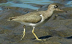 Spotted Sandpiper