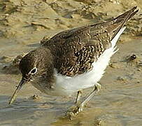 Common Sandpiper