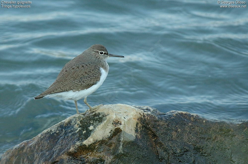 Common Sandpiperadult post breeding