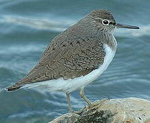 Common Sandpiper