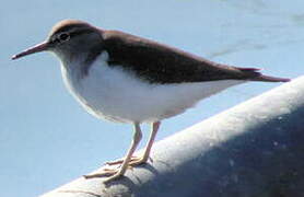 Common Sandpiper