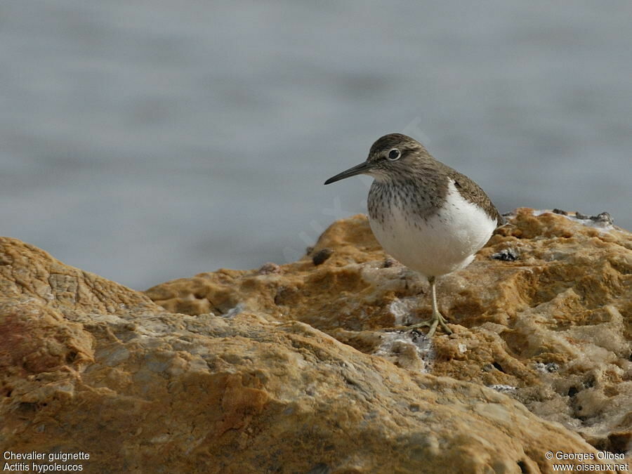 Common Sandpiperadult, identification