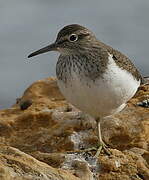 Common Sandpiper