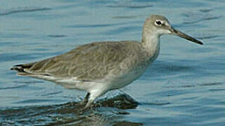 Willet