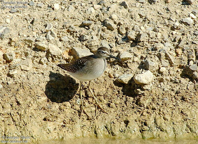 Wood Sandpiper