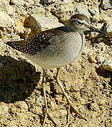 Wood Sandpiper