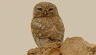 Little Owl