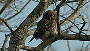 Pearl-spotted Owlet