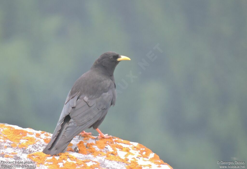 Alpine Choughadult breeding, identification